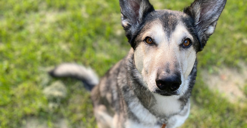 What I've learned from 20 years of running with my dogs