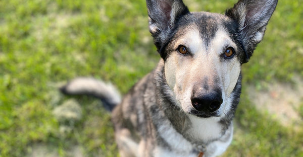 What I've learned from 20 years of running with my dogs