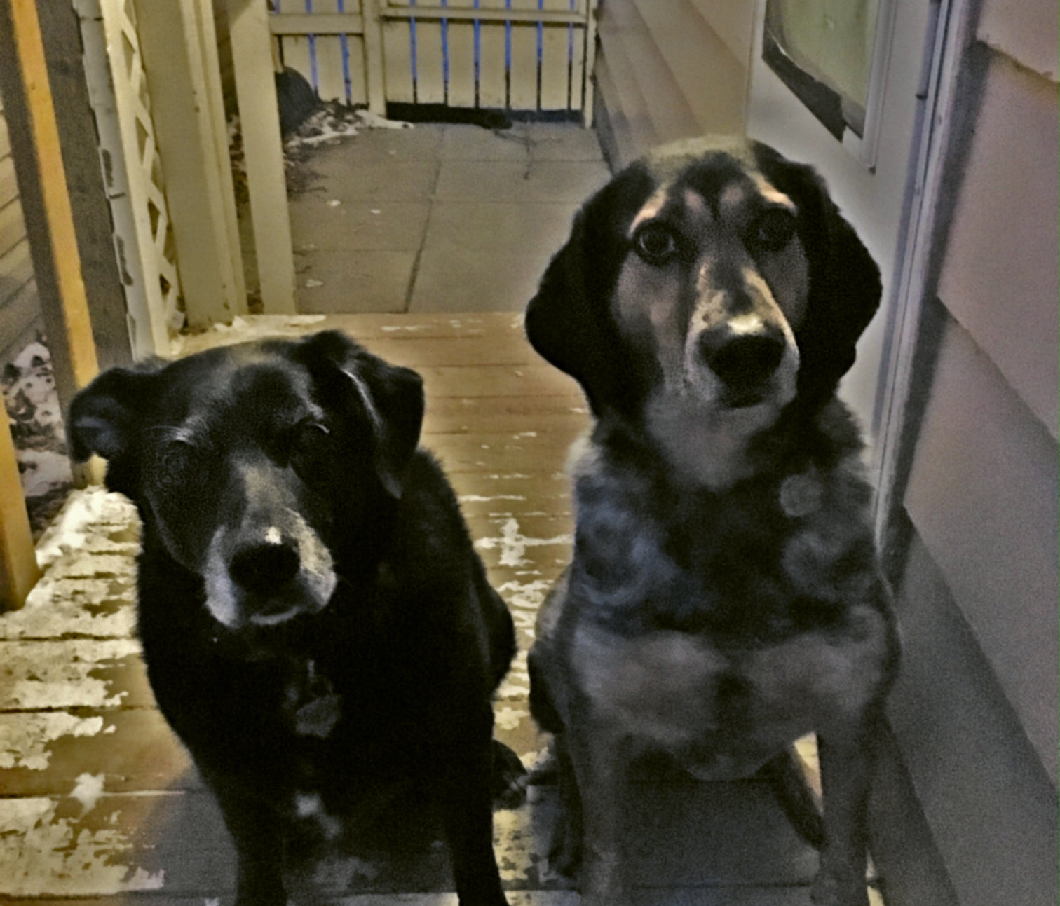 Top Tips For Running With My Dogs
