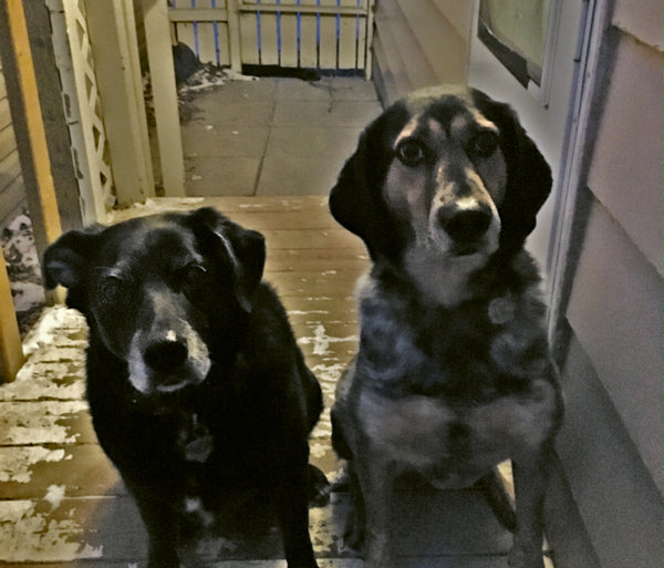 Top Tips For Running With My Dogs