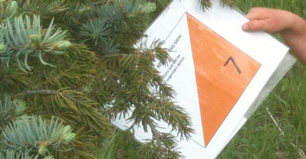 Why just run when you can orienteer?
