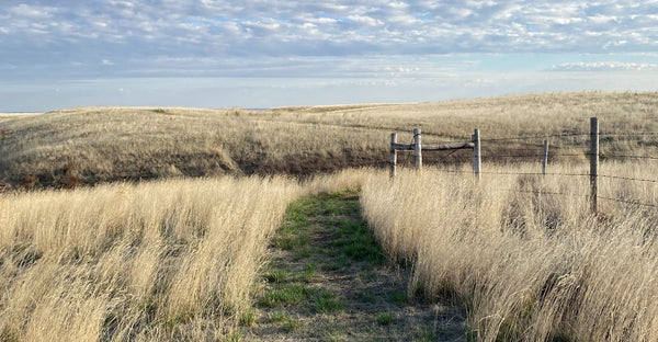 Cross country race in southern Sask. celebrates healing power of running